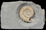 Microderoceras Ammonite - Dorset, England #62904-1
